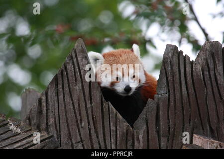 Chester Zoo Tiere Stockfoto