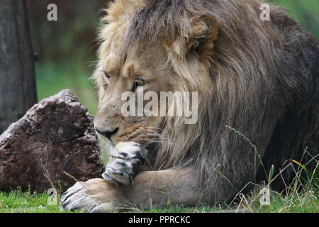 Chester Zoo Tiere Stockfoto