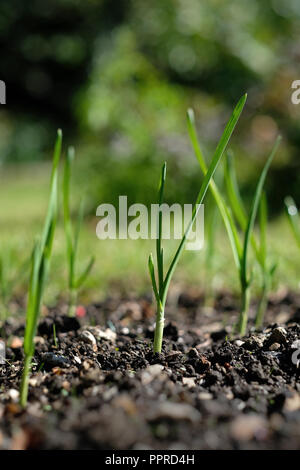 Junger Knoblauch Zwiebeln keimen in Großbritannien Herbst Stockfoto