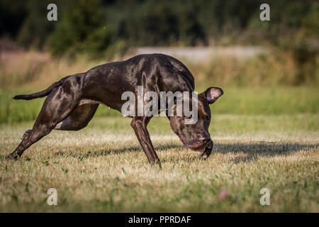 Schwarz active American Pit Bull Terrier Weibchen, mit glänzendem Fell Stockfoto