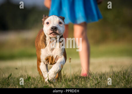 American Pit Bull Terrier Welpen Stockfoto