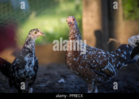 Zwei junge Hühner Hühner, Steinhendl, Stoapiperl (Gallus gallus domesticus) kritisch bedrohte Huhn züchten aus Österreich, Europa Stockfoto