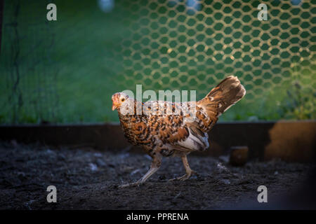 Junges Huhn, Steinhendl, Stoapiperl (Gallus gallus domesticus) kritisch bedrohte Huhn züchten aus Österreich, Europa Stockfoto