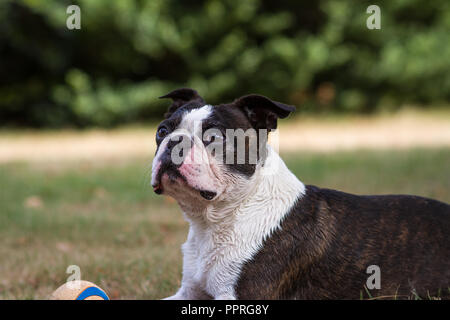 Boston Terrier liegend auf der Wiese Stockfoto