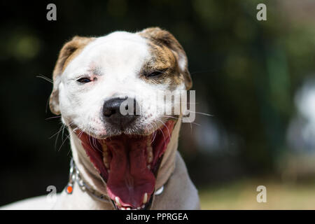 American Bulldog gähnen Stockfoto