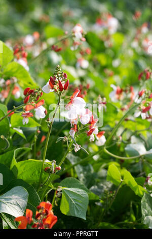 Blumen Zwerg Runner Bean 'Hestia'. Stockfoto