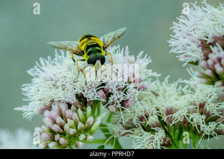 Nahaufnahme eines schwarzen und gelben Hoverfly Fütterung auf Nektar auf weißen Blumen im Garten Stockfoto