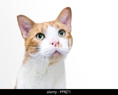 Eine inländische Kurzhaar Katze mit weiß und orange Tabbyzeichnung auf weißem Hintergrund Stockfoto