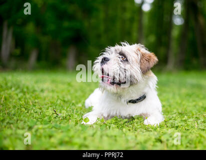 Einen schäbigen Terrier Mischling Hund im Gras liegend Stockfoto