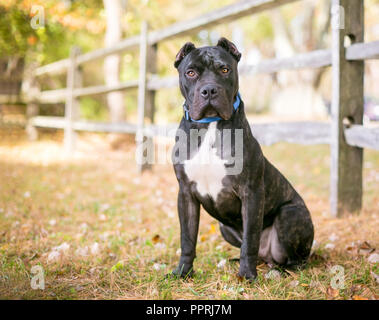 Ein BRINDLE-weiß Presa Canario Hunde mit kupierten Ohren sitzen im Freien durch einen rustikalen hölzernen Zaun Stockfoto