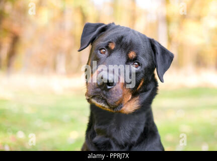 Ein Rottweiler Hund draußen hören mit einem Kopf neigen Stockfoto