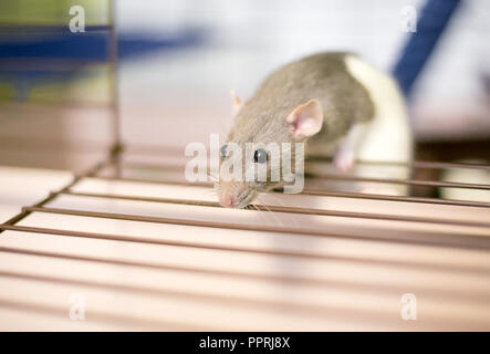 Eine domestizierte Haustier Ratte oder 'Fancy Ratte' peeking aus seinem Käfig Stockfoto