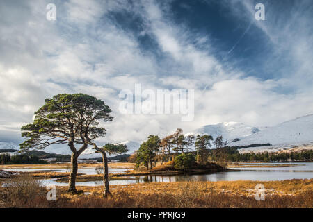 Scots Kiefern am Ufer des Loch Tulla in den schottischen Highlands mit Schnee bedeckten Hügeln des Schwarzen Berg im Hintergrund Stockfoto