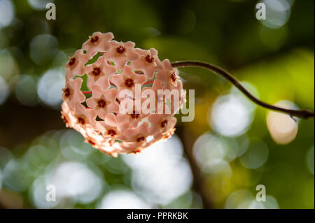 Zart rosa gefärbte Porcelainflower (Hoya carnosa) oder Wachs Pflanze mit grünem bokeh Hintergrund Stockfoto