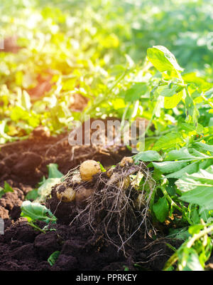 Eine Bush der jungen gelben Kartoffeln, Ernte, frisches Gemüse, agro-Kultur, Landwirtschaft, Nahaufnahme, gute Ernte, Detox, vegetarische Kost Stockfoto