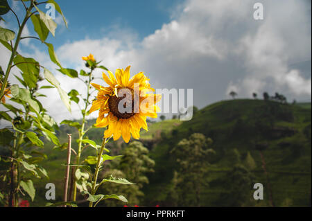 Eine Sonnenblume steht in Teeplantagen, Sri Lanka. Helle gelbe Blume kontrastiert mit Dunkelgrün verschwommenen Hintergrund Stockfoto