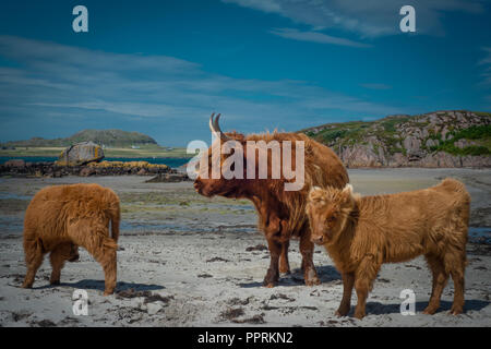 Highland Kühe am Strand auf der Isle of Mull mit der Insel Iona im Hintergrund, Schottland, Großbritannien Stockfoto