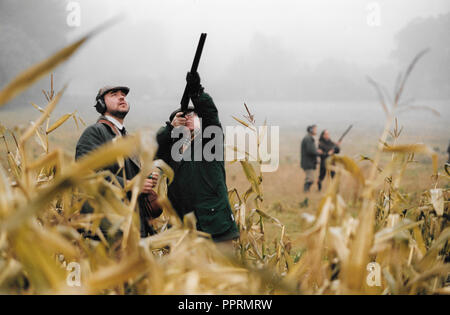 Fasan schießen in einem Feld von Mais auf einem Wiltshire Immobilien im Jahr 2001. England. Stockfoto