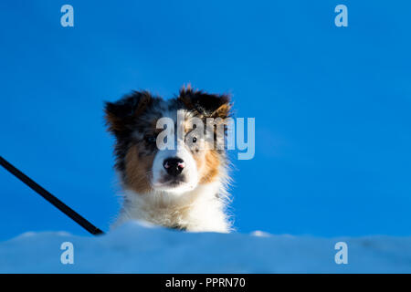 Australian Shepherd im Schnee Stockfoto