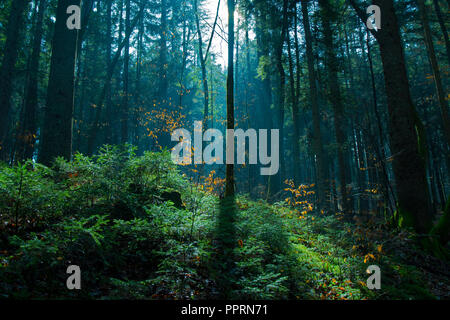 Lightshow im Wald Stockfoto