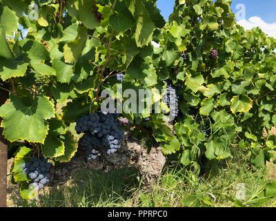 Schwarze Trauben bereit für die Ernte auf der Linie von Reben Stockfoto