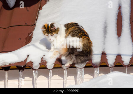 Wunderschöne Glückskatze Wandern auf verschneiten Dach des Hauses Kitty sitzen auf der Dachterrasse an einem sonnigen Tag Weihnachten Stockfoto