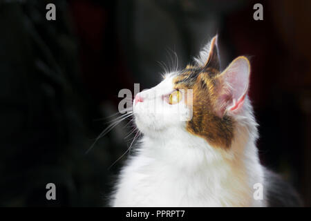 Portrait die Hälfte - Gesicht einer schönen Calico Katze mit großen gelben Augen Stockfoto