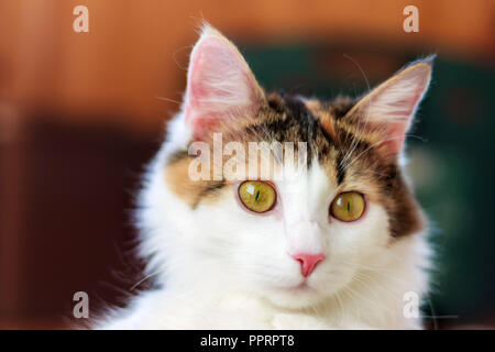 Porträt einer wunderschönen Calico Katze mit großen gelben Augen Stockfoto