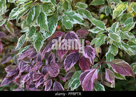 Hartriegel bunte Verbreitung mehrjährig grünen Blättern und Lila Rosa verlässt. Dunkler Schatten in der Mitte als an den Rändern. Rote Stiele Stockfoto