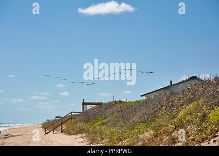 Ein Pod von braunen Pelikanen über den Strand bei Bonsteel Park, Florida fliegen Stockfoto