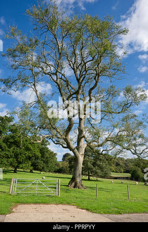 Fraxinus excelsior. Esche auf die Mendip Hills angesteckt mit Chalara dieback Ursache durch einen Pilz (Hymenoscyphus fraxineus). Wells, Somerset, Großbritannien Stockfoto