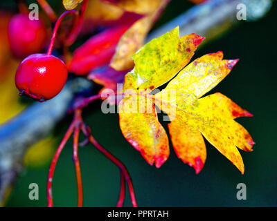 Blätter im Herbst und roten Beeren Stockfoto