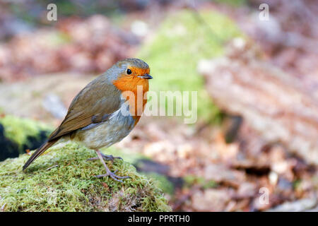 Einzelne erwachsene Europäische Rotkehlchen (Erithacus Rubecula) thront auf einem Baumstamm Stockfoto