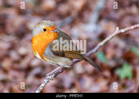 Einzelne erwachsene Europäische Rotkehlchen (Erithacus Rubecula) thront auf einem Zweig Stockfoto