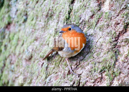 Einzelne erwachsene Europäische Rotkehlchen (Erithacus Rubecula) auf der Seite von einem Baum gehockt Stockfoto