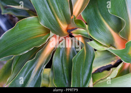 Nahaufnahme von Chlorophytum amaniense (Fire Flash), orange, gelbe Streifen auf Blatt Mittelrippe Stockfoto