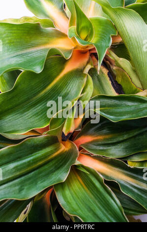 Nahaufnahme von Chlorophytum amaniense (Fire Flash), orange, gelbe Streifen auf Blatt Mittelrippe Stockfoto