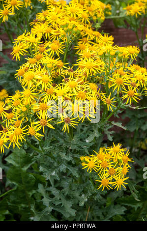 Ragwort Cardamine pratensis wild wachsenden gegen einen Zaun Stockfoto