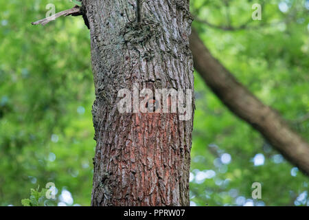 Eine größere Buntspecht Küken blickt von seinem Nest Loch in einen Baum. Stockfoto