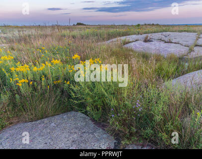 Blue Mounds State Park, Minnesota: Prairie Sonnenblume (Helianthus Saturnus) Blumen unter outcropings der Sioux Quarzit in einem Tallgrass Prairie unter Stockfoto