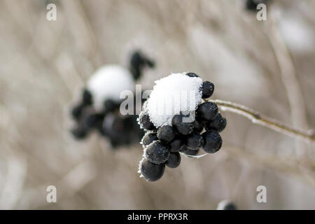 Close-up von getrockneten gefrorenen Haufen helle Reife dunkelblaue Beeren bedeckt mit Deep White erster Schnee und Frost hängen an verschwommenen nebligen sonnigen Hellgrau Stockfoto