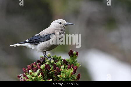 Ein Clark's Nussknacker (nucifraga Columbiana) auf einem Baum, im Rocky Mountain National Park, Colorado schoß gehockt. Stockfoto