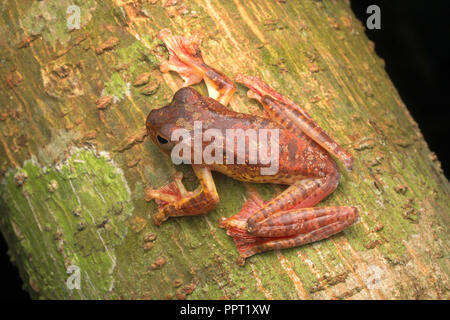 Harlekin Frosch (Rhacophorus pardalis) ruhen in der Nacht. Schönen roten und gelben Farben mit schwarzen Flecken. Stockfoto