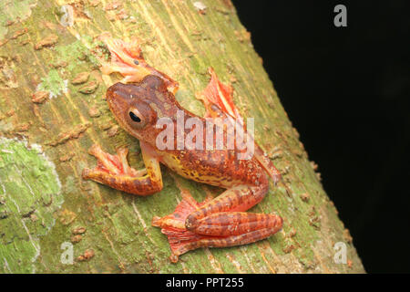 Harlekin Frosch (Rhacophorus pardalis) ruhen in der Nacht. Schönen roten und gelben Farben mit schwarzen Flecken. Stockfoto