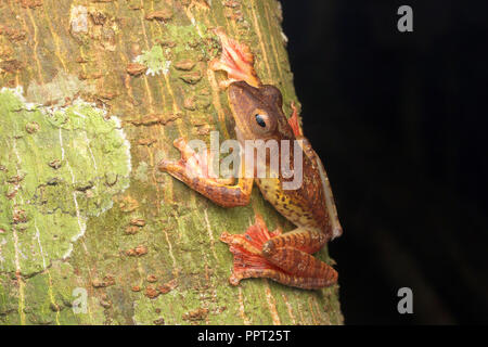 Harlekin Frosch (Rhacophorus pardalis) ruhen in der Nacht. Schönen roten und gelben Farben mit schwarzen Flecken. Stockfoto