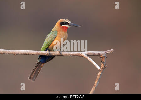 White-fronted Bienenfresser Stockfoto