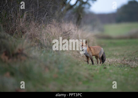 Rotfuchs (Vulpes vulpes), Niederlande Stockfoto