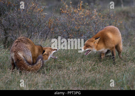 Rotfuechse (Vulpes vulpes), Niederlande Stockfoto