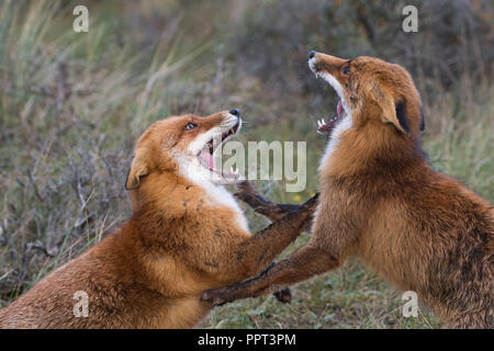 Rotfuechse (Vulpes vulpes), Niederlande Stockfoto