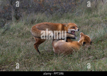 Rotfuechse (Vulpes vulpes), Niederlande Stockfoto